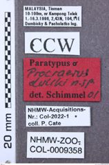Etikett zu Ganoxanthus virgatus (Candèze, 1892)